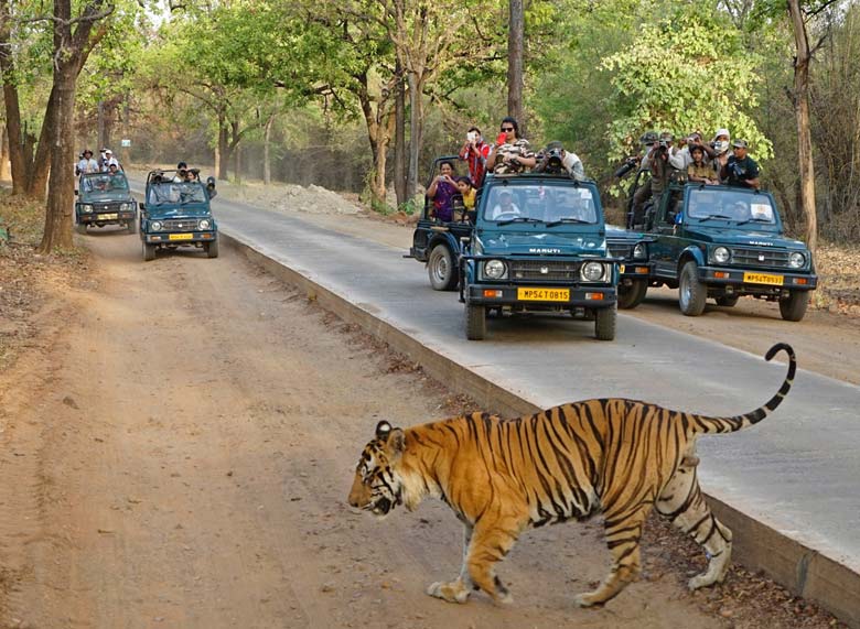 Gir National Park Safari Tour Packages