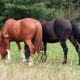 Feed Horses