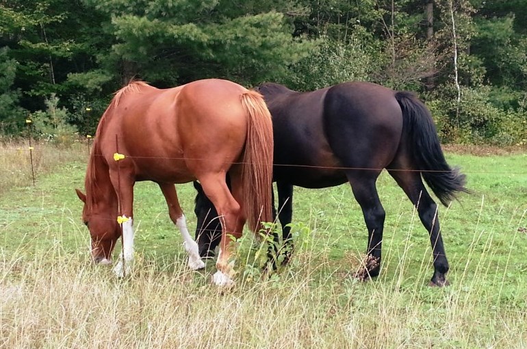Feed Horses