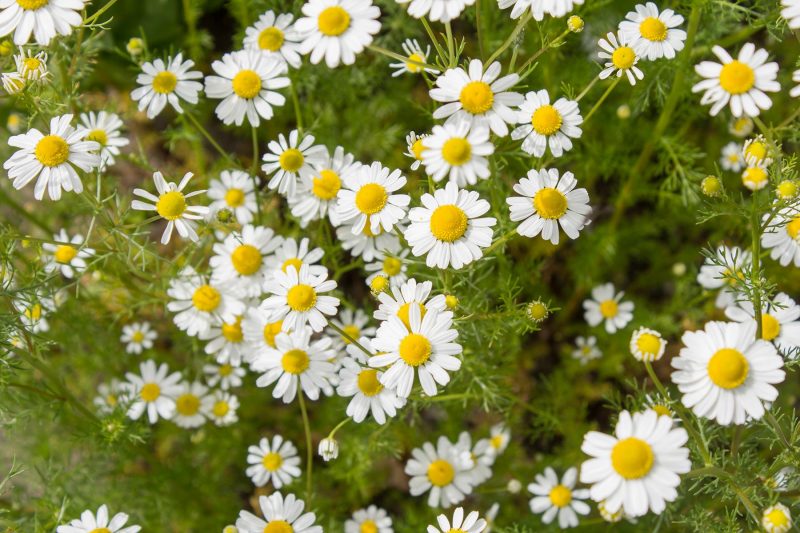 Chamomile - Properties And Application