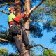 Hire An Arborist