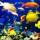 Wholesale Fish Aquarium Business