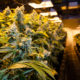 Starting a Cannabis Company