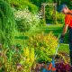Backyard Landscaping