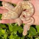 Your First Ball Python Snake - Things to Remember