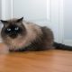 Himalayan Cat