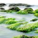 Benefits of Seaweed Soap