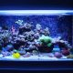 Aquarium Designs